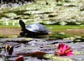 Sea turtle moving in a pond