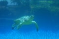 Sea Turtle Moving Underwater