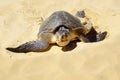 Sea turtle on Nacpan beach. El Nido Royalty Free Stock Photo