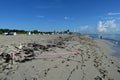 Sea Turtle nest on Miami Beach, Florida marked by pink tape.