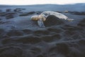 Sea Turtle Nesting on Beach Royalty Free Stock Photo