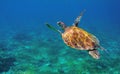 Sea turtle in ocean closeup. Tropical sea animal underwater photo. Marine tortoise undersea Royalty Free Stock Photo