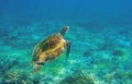 Sea turtle in ocean waters. Coral reef animal underwater photo. Marine tortoise undersea. Royalty Free Stock Photo