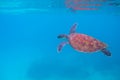 Sea turtle in open sea. Exotic marine turtle under surface photo. Oceanic animal in blue water. Summer vacation Royalty Free Stock Photo