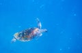 Sea turtle in open sea. Marine animal underwater photo. Green sea turtle full body in natural environment Royalty Free Stock Photo