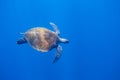 Sea turtle in open sea. Cute animal underwater photo. Green sea turtle full body in natural environment Royalty Free Stock Photo