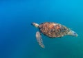 Sea turtle in open water of tropical sea. Cute marine tortoise in natural environment. Snorkeling or diving banner