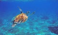 Sea turtle with orange shell underwater photo. Marine green sea turtle. Wildlife of tropical coral reef. Sea tortoise Royalty Free Stock Photo