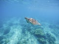 Sea turtle in Philippines sanctuary. Green turtle in sea water