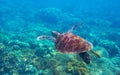 Sea turtle photo in corals. Tropical seashore diving banner template. Marine animal in natural environment Royalty Free Stock Photo
