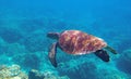 Sea turtle photo underwater. Tropical seashore diving banner template. Summer vacation travel card. Marine animal Royalty Free Stock Photo