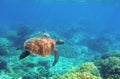 Sea turtle photo in wild nature. Tropical seashore diving banner template. Summer vacation travel card. Marine animal Royalty Free Stock Photo