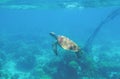 Sea turtle photo in wild nature. Tropical seashore diving banner template. Summer vacation travel card. Marine animal Royalty Free Stock Photo