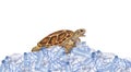 Sea turtle on pile of plastic garbage trash. Great Pacific Garbage Patch. Disposable blue transparent bottles and cups