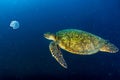 Sea Turtle portrait close up while looking at you Royalty Free Stock Photo