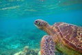 Sea turtle portrait. Exotic marine turtle underwater photo. Oceanic animal in wild nature. Summer vacation activity Royalty Free Stock Photo