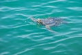 The sea turtle protrudes its head from the water