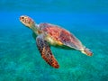 Sea turtle Royalty Free Stock Photo