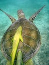 Sea Turtle with remora attached in Mexico Royalty Free Stock Photo