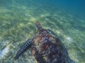 Sea turtle and remora sucker fish photo. Marine green sea turtle closeup. Wildlife of tropical coral reef. Royalty Free Stock Photo