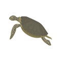 Sea turtle reptile animal, side view vector Illustration on a white background