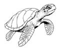 Sea turtle reptile sketch hand drawn in graphic Vector illustration