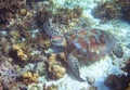 Sea turtle rest on seabottom. Tropical island seashore nature. Royalty Free Stock Photo