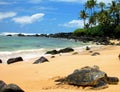 Sea Turtle Resting Royalty Free Stock Photo
