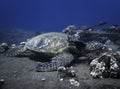 Sea Turtle Resting on Cleaning Station Reef While Being Cleaned Royalty Free Stock Photo