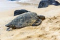 Sea turtle resting on Oahu beach in Hawaii, United States. Royalty Free Stock Photo