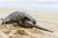 Sea turtle resting on Oahu beach in Hawaii, United States. Royalty Free Stock Photo