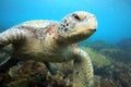 Sea turtle resting underwater Royalty Free Stock Photo