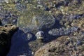 Close up of sea turtle in a rock pool Royalty Free Stock Photo