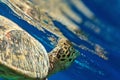 Sea Turtle