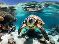 A sea turtle\'s coral reef oasis