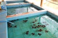Sea turtle sanctuary in Gili Meno island, Royalty Free Stock Photo