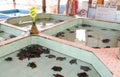 Sea turtle sanctuary in Gili Meno island Royalty Free Stock Photo