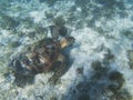 Sea turtle on sand sea bottom. Tropical seashore underwater photo. Royalty Free Stock Photo