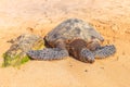 Sea Turtle on the sand Royalty Free Stock Photo