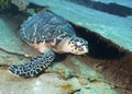 Sea Turtle Scratching Royalty Free Stock Photo