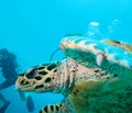 Sea Turtle and Scuba Diver Royalty Free Stock Photo