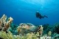 Sea Turtle with scuba diver Royalty Free Stock Photo