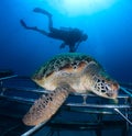 Sea turtle with SCUBA diver Royalty Free Stock Photo