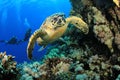 Sea Turtle and Scuba Divers Royalty Free Stock Photo