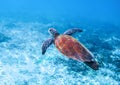 Sea turtle in sea water. Marine green sea turtle closeup. Wildlife of tropical coral reef. Royalty Free Stock Photo