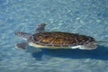 Sea Turtle, Sea World, San Diego, CA Royalty Free Stock Photo