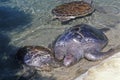 Sea Turtle, Sea World, San Diego, CA Royalty Free Stock Photo