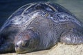 Sea Turtle, Sea World, San Diego, CA Royalty Free Stock Photo