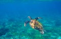 Sea turtle in seashore underwater photo. Marine green sea turtle. Wildlife of tropical coral reef. Royalty Free Stock Photo