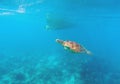 Sea turtle in seawater above coral reef. Marine animal in wild nature. Royalty Free Stock Photo